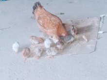 Poules reproductrice