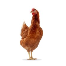 Poules